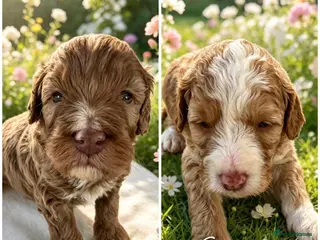 Cockapoo dogs ❤️DNA CLEAR, Last 2 Adorable Cockapoo puppies 🥰 - Advert 3