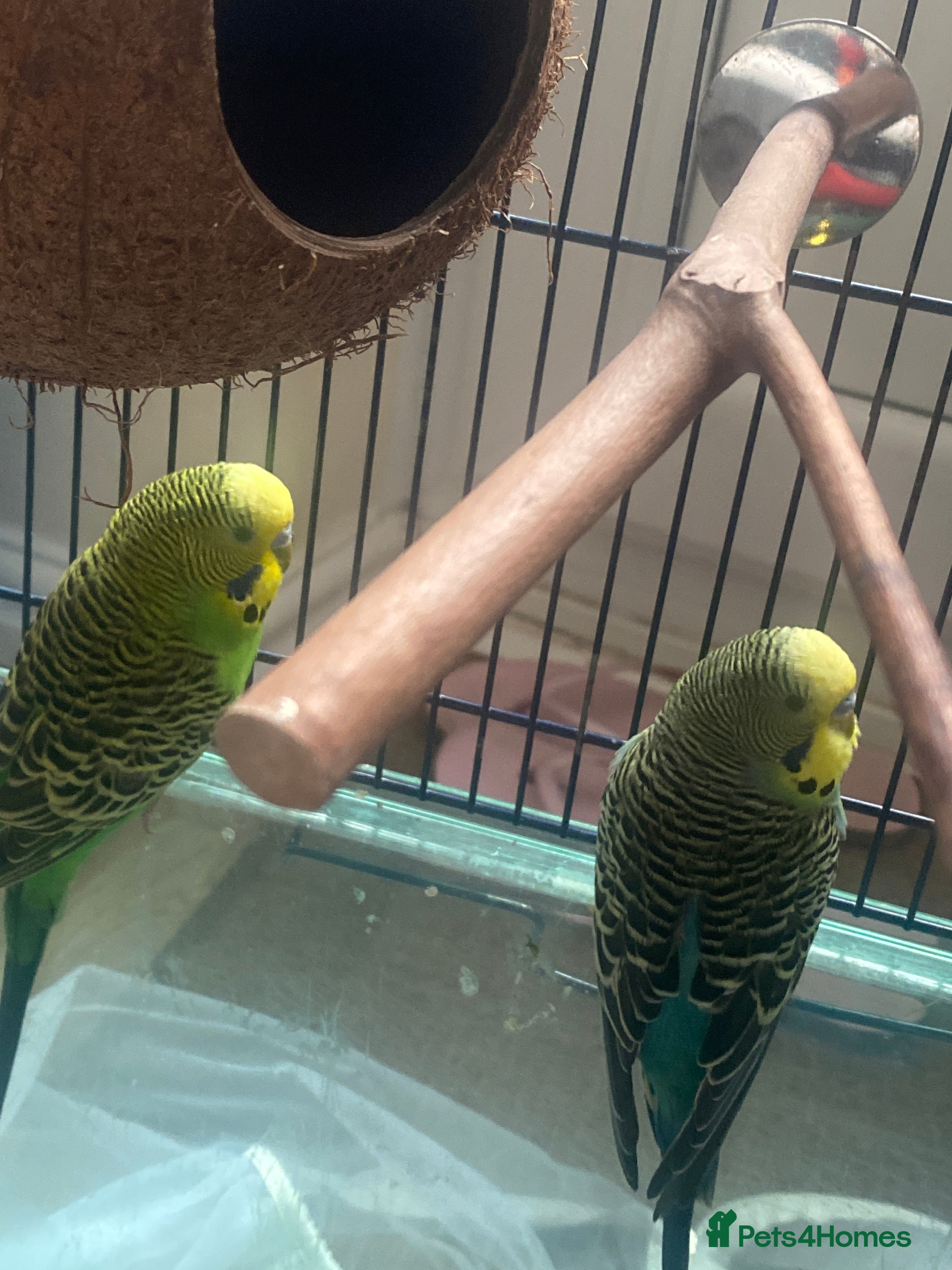 Budgerigars birds 2x Budgies with cage - Advert 1