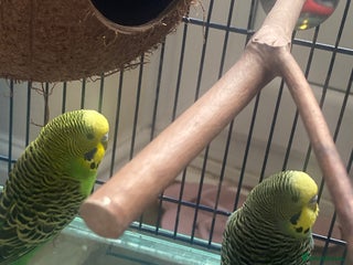 Budgerigars birds 2x Budgies with cage - Advert 2