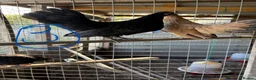 Chickens poultry for sale: Serama hen and cockerel pairs  - Advert 13