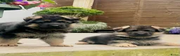 German Shepherd dogs for sale: Outstanding KC Registered German Shepherd Puppies - Advert 14
