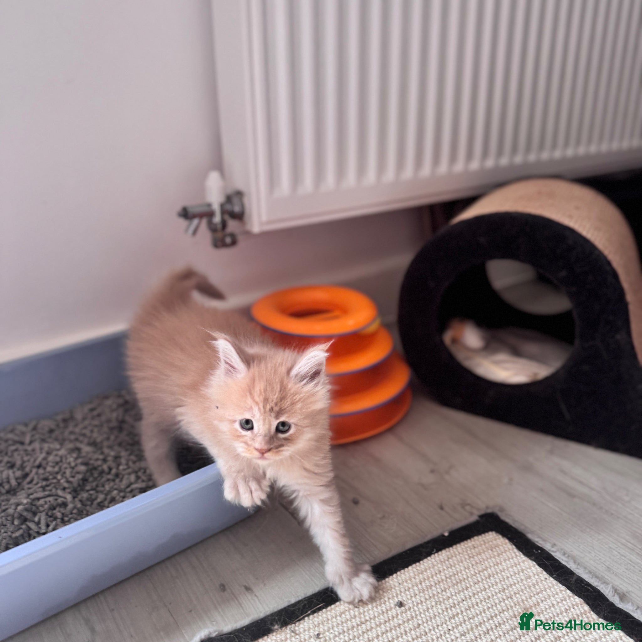 Maine Coon cats Beautiful Maine Coon kittens for sale. Two boys.🦁 - Advert 2