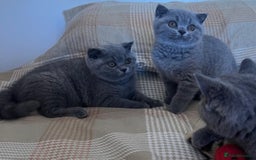 British Shorthair cats for sale: Gorgeous Brittsh Kittens Fully Vaccinated  - Image 19