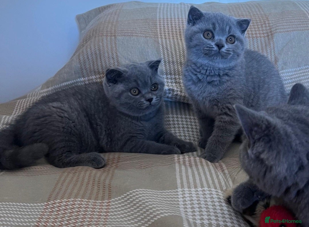 British Shorthair cats for sale: Gorgeous Brittsh Kittens Fully Vaccinated  - Image 19