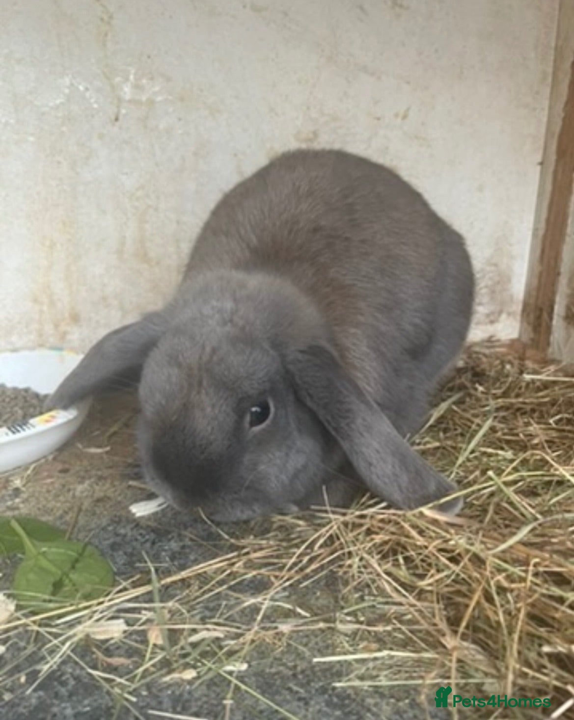 Mini Lop rabbits 2 pure mini lop males  - Advert 2