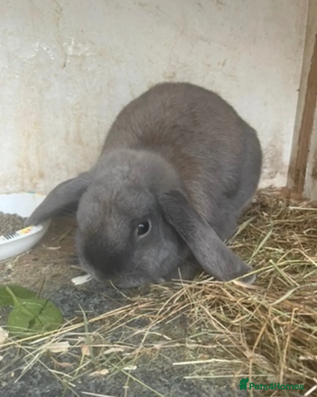 Mini Lop rabbits for sale: 2 pure mini lop males  - Advert 2