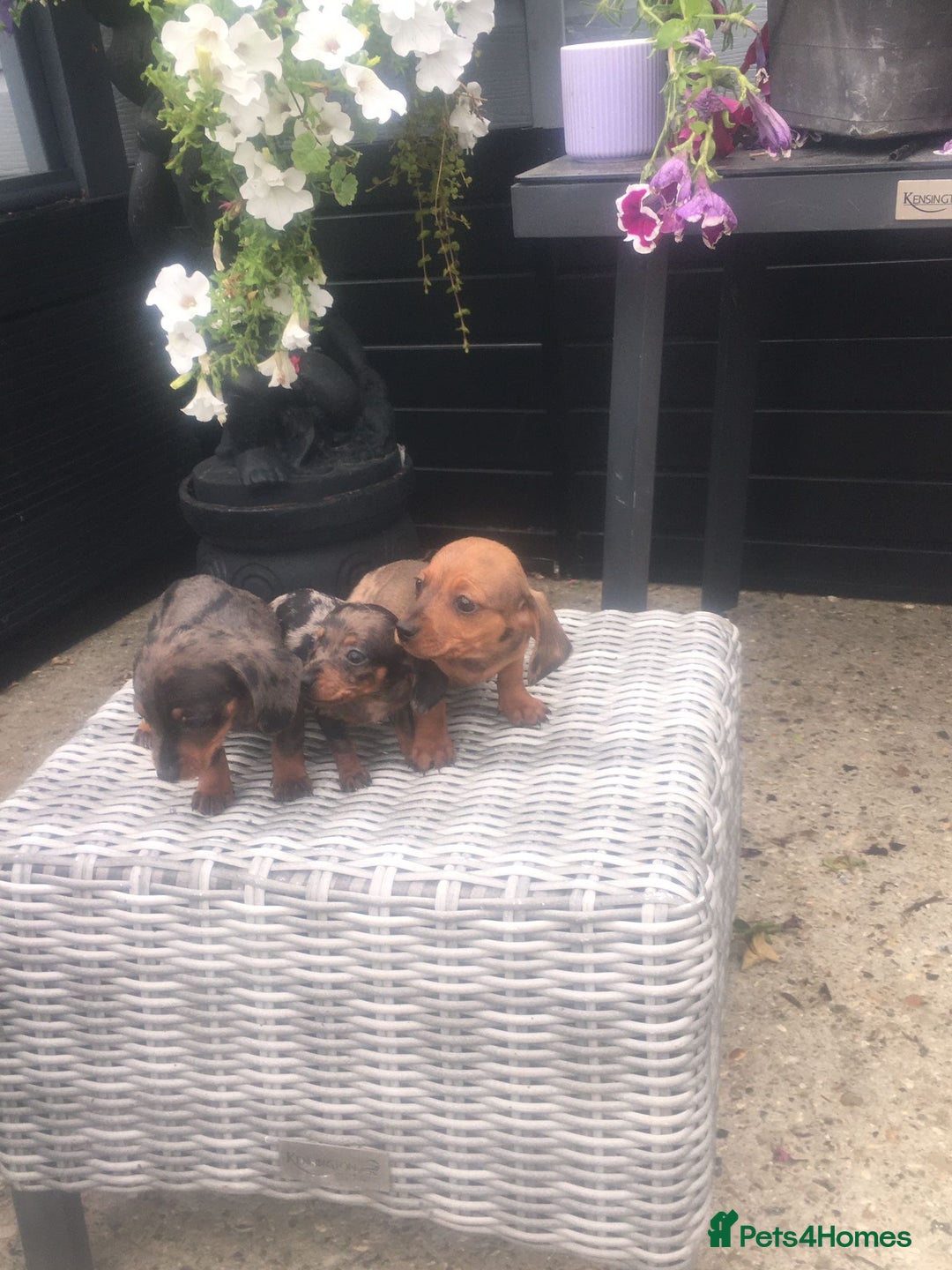 Dachshund dogs for sale: Ready now 5 miniature dashound    - Image 3