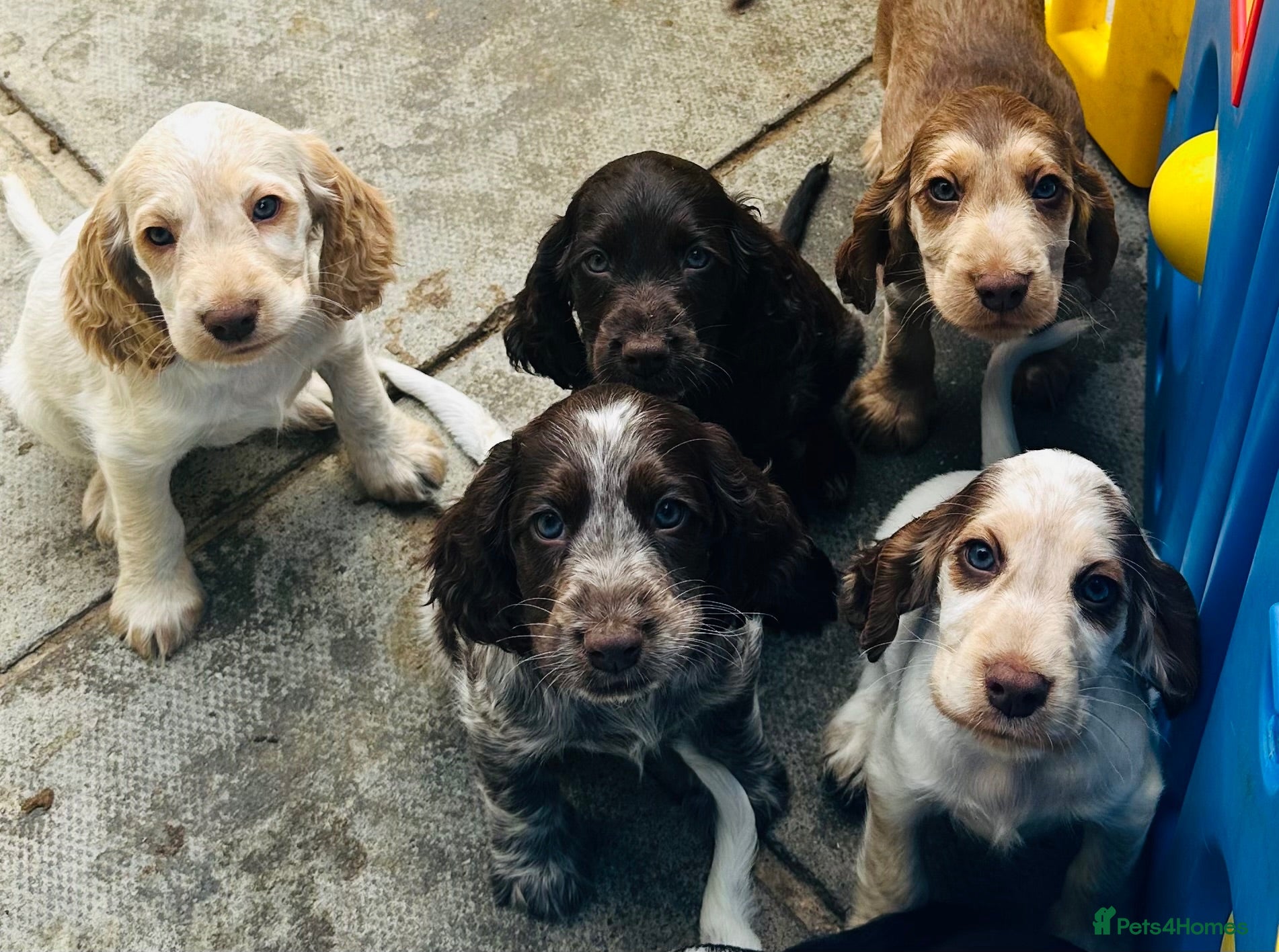Cocker Spaniel dogs KC registered show type cocker spaniels  - Advert 2