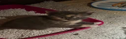 Domestic Shorthair cats for sale: Beautiful kittens raised in a family home - Advert 17