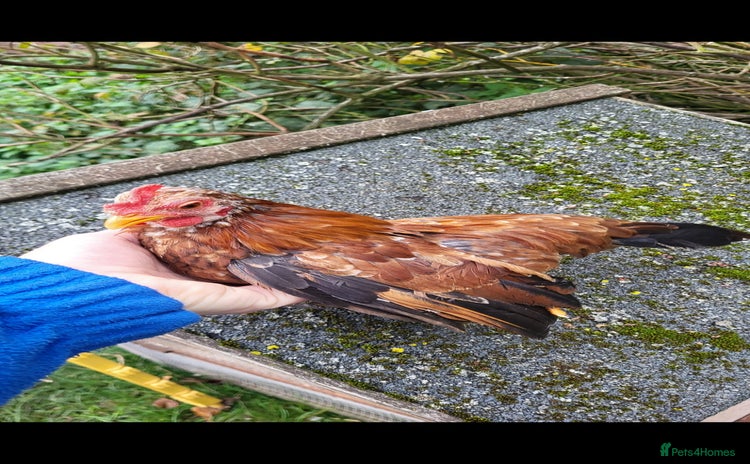 Chickens poultry - Advert 17