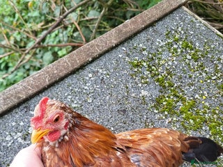 Chickens poultry - Advert 30