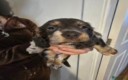 Dachshund dogs for sale: Short and long hair miniature dashund  - Image 3