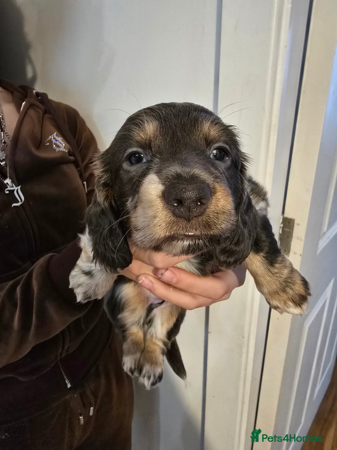Dachshund dogs for sale: Short and long hair miniature dashund  - Image 3