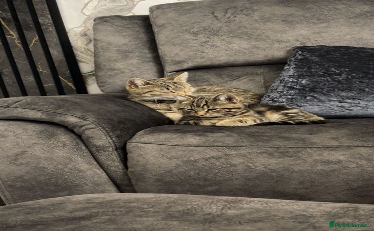 American Shorthair cats - Advert 1