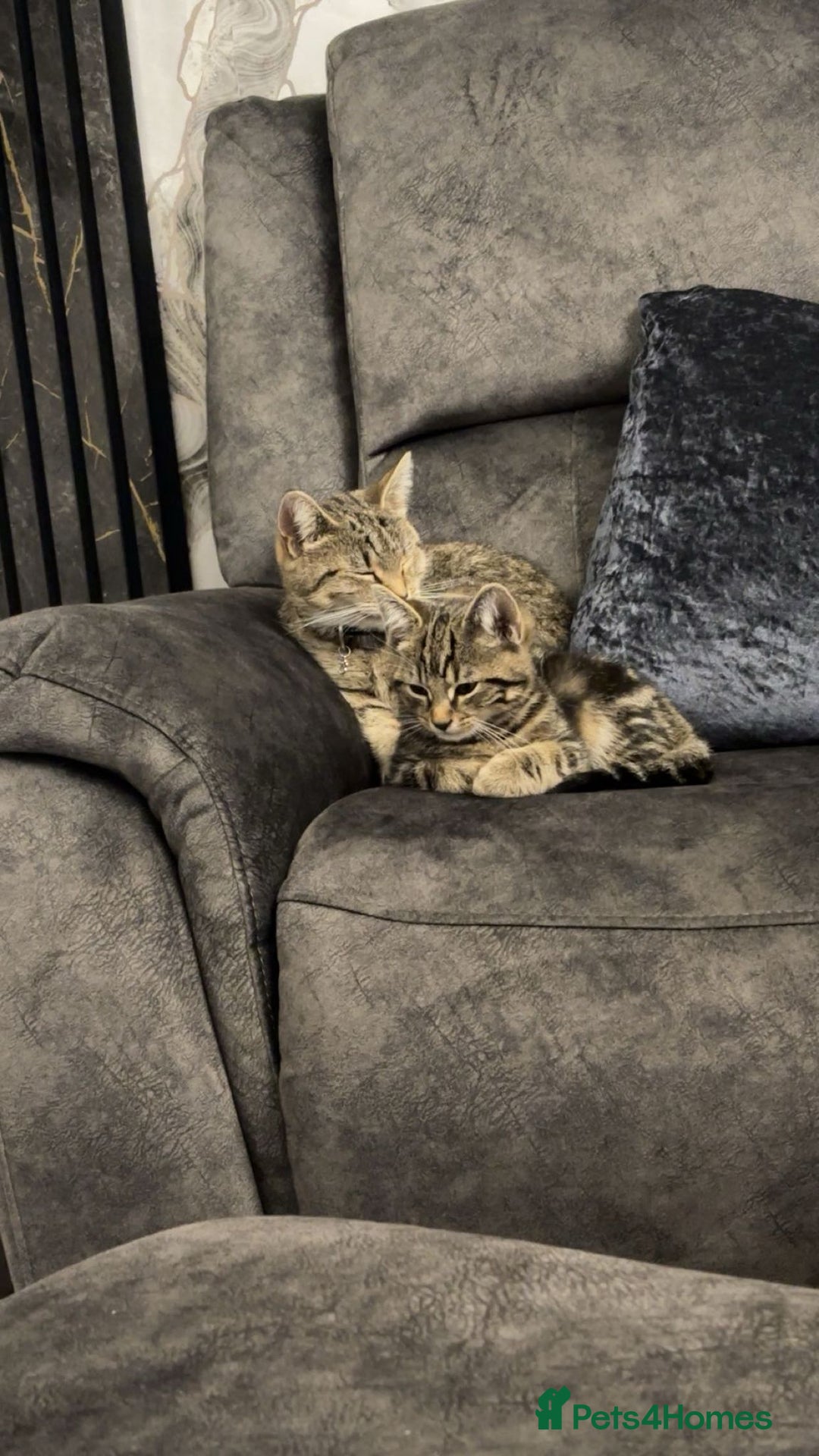 American Shorthair cats for sale: 3 Tabby kittens and 1 bombay kitten - Image 1