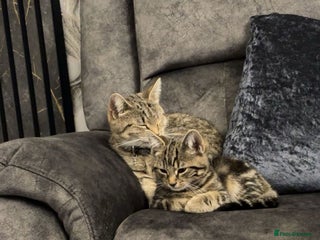 American Shorthair cats - Advert 13