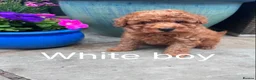 Maltipoo dogs for sale: Stunning Maltipoo Puppies – Health Checked Parents - Advert 7