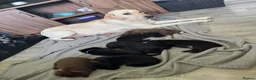 Labrador Retriever dogs for sale:  Labradors puppies 1 left !!! - Advert 24