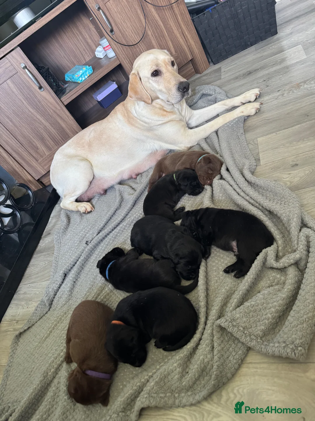 Labrador Retriever dogs for sale:  Labradors puppies 1 left !!! - Advert 24