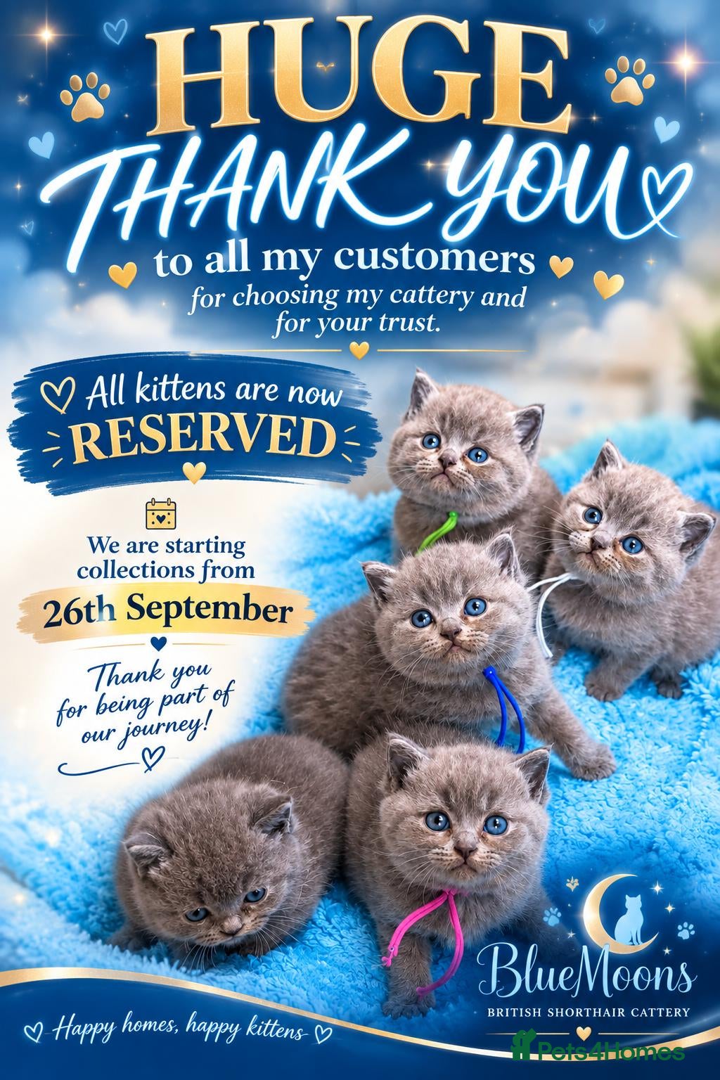 British Shorthair cats for sale: ALL RESERVED  - Advert 1