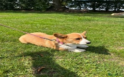 Welsh Corgi Pembroke dogs for sale: Beautiful Pembroke Corgi Girl For Sale  - Image 5