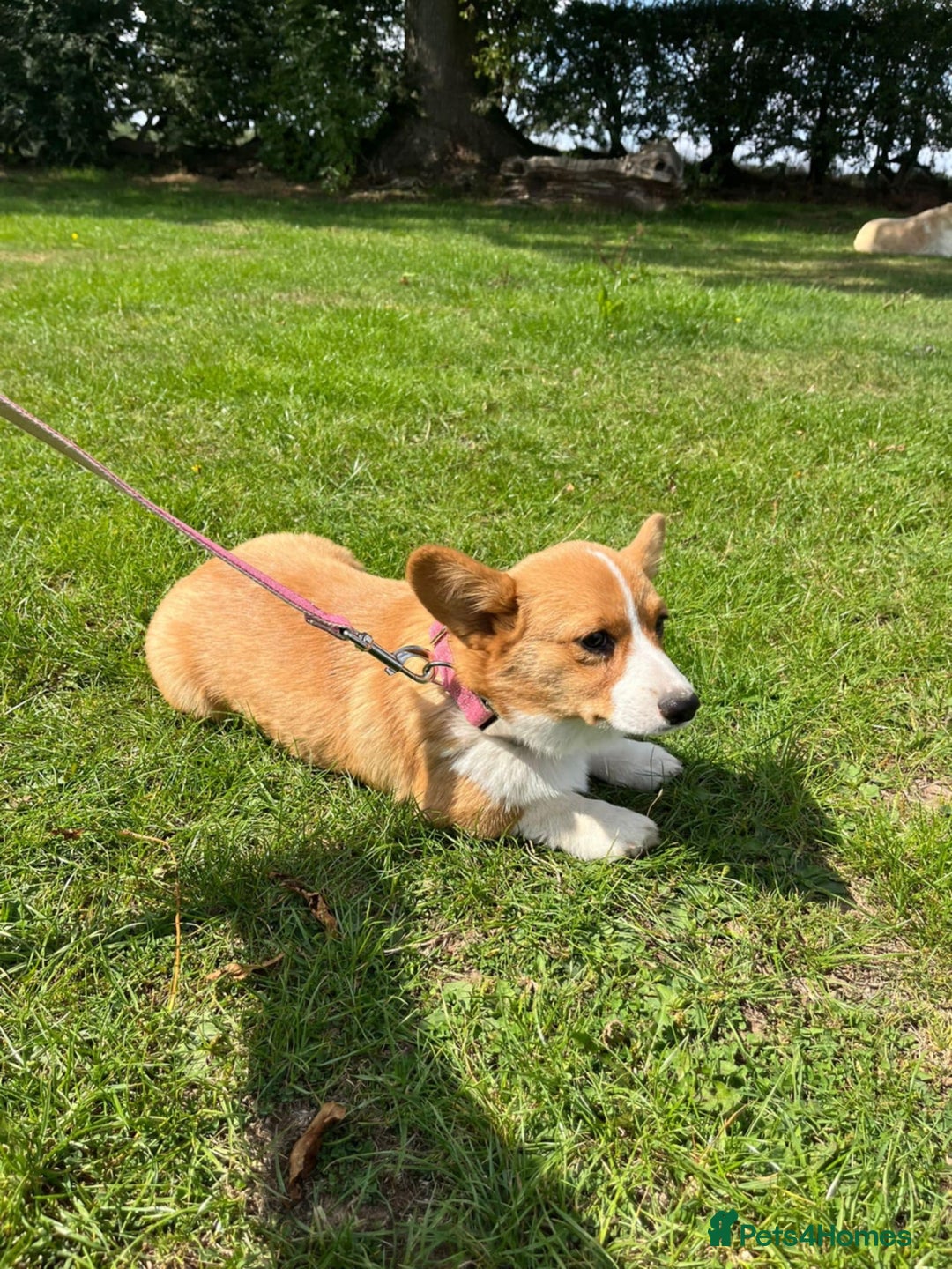 Welsh Corgi Pembroke dogs for sale: Beautiful Pembroke Corgi Girl For Sale  - Image 5