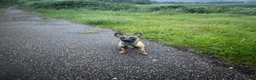 Belgian Shepherd Dog dogs for sale: 6 month old Belgian Malinois Bitch - Advert 2