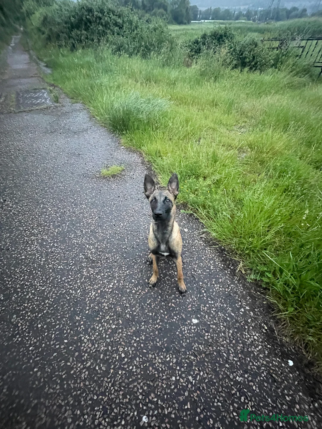 Belgian Shepherd Dog dogs for sale: 6 month old Belgian Malinois Bitch - Advert 2
