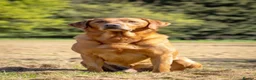Labrador Retriever dogs for stud: Fox Red Labrador Stud - Jackson  - Advert 10