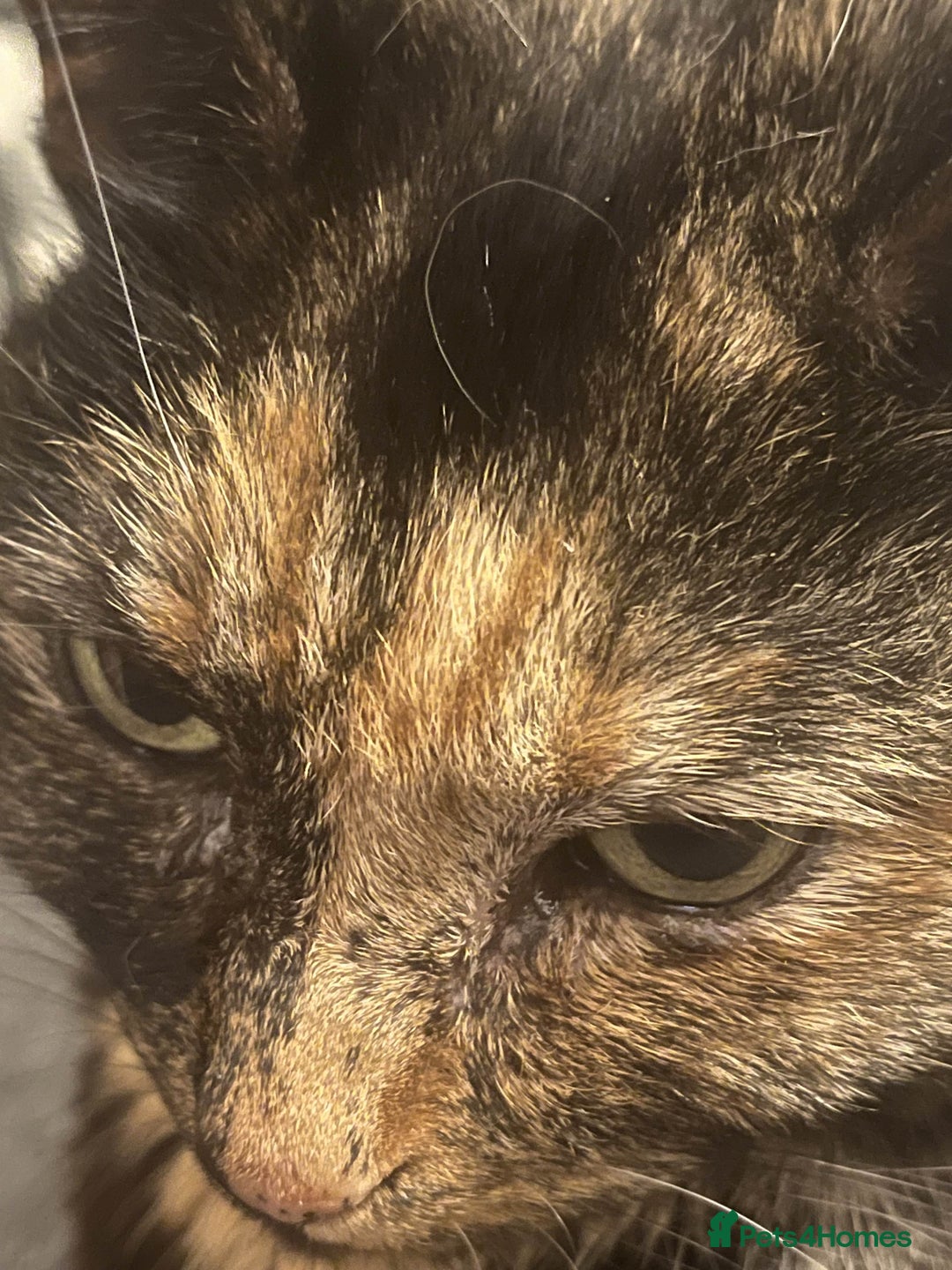 British Shorthair cats for sale: my lovely cat needs a rehome - Image 5