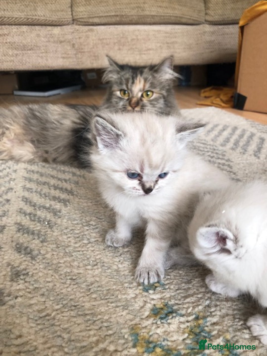 Siberian cats for sale: Adorable Siberian Neva Kittens - Image 6