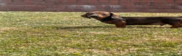 Dachshund dogs for sale: Dachshund puppies  - Advert 5