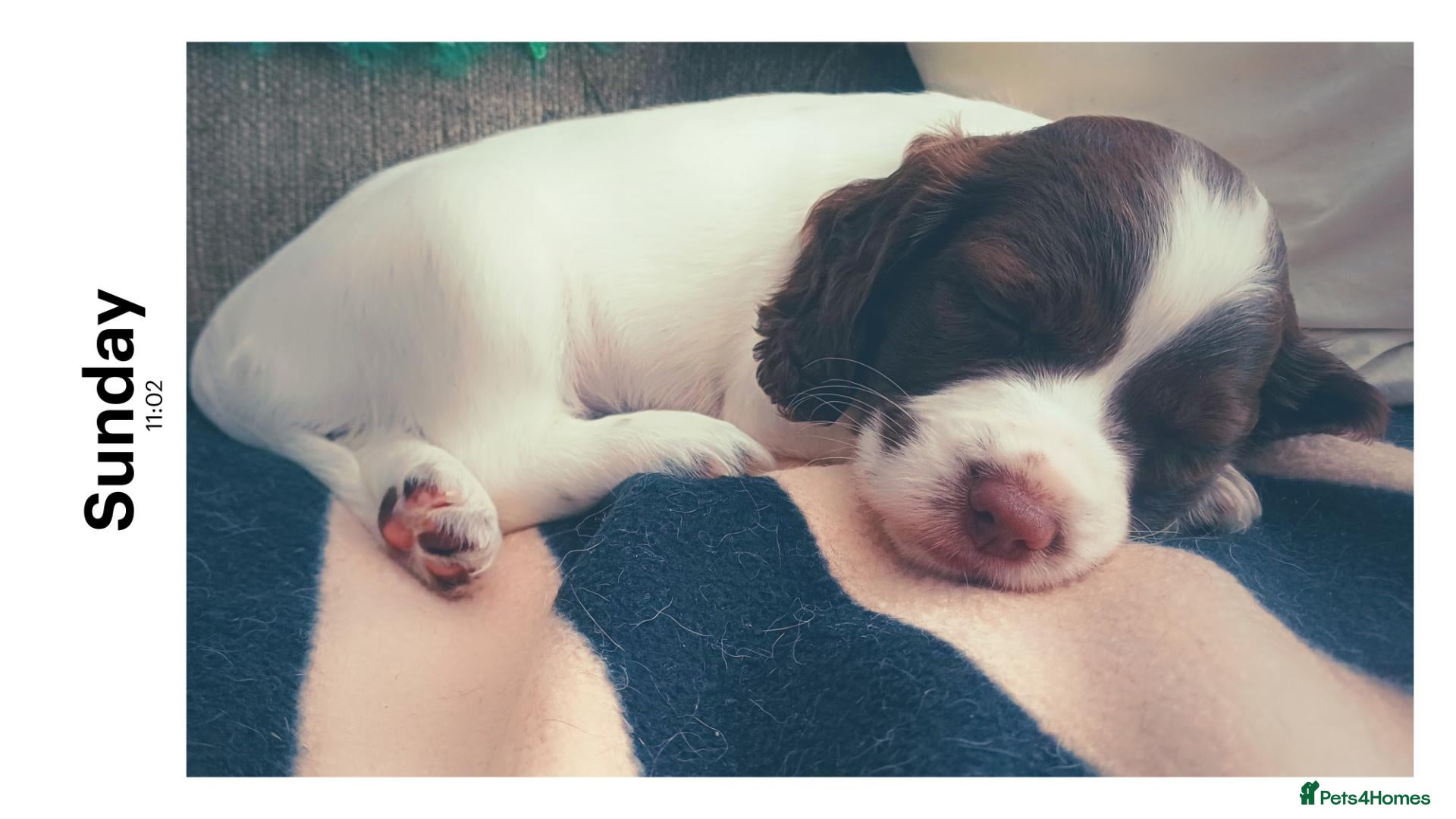 Sprocker dogs Puppies for sale - Advert 8