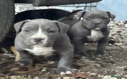 American Bully dogs for sale: Pocket bully puppies ready soon  - Image 14