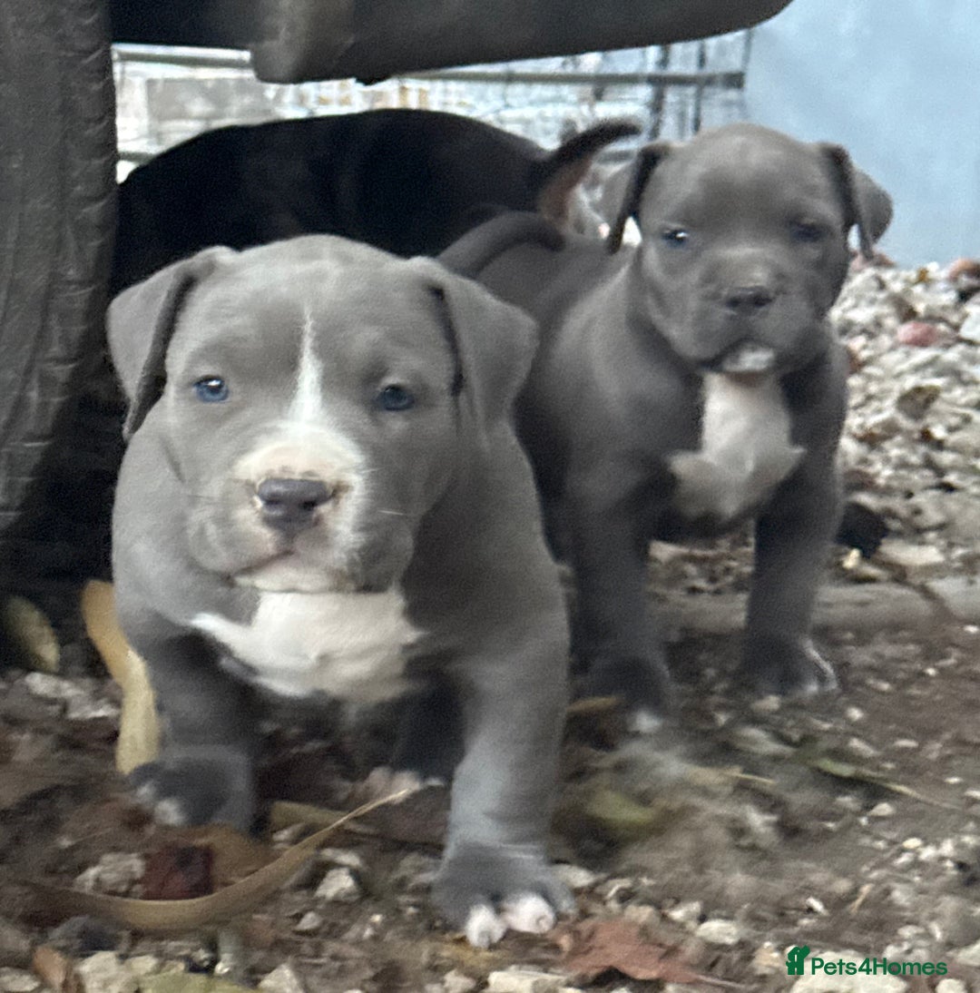 American Bully dogs for sale: Pocket bully puppies ready soon  - Image 14