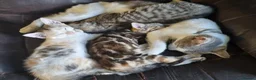 Mixed Breed cats for sale: Very pretty kittens looking for their loving home - Advert 14