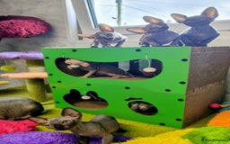 Sphynx cats for sale: Canadian Sphynx TICA REGISTERED. - Image 9