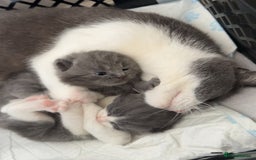 British Shorthair cats for sale: 4 beautiful British short hair kittens  - Image 1