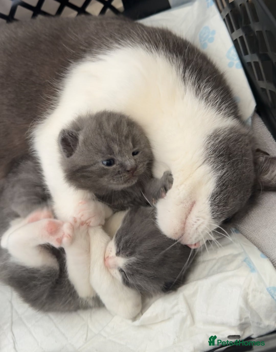 British Shorthair cats for sale: 4 beautiful British short hair kittens  - Image 1