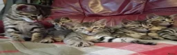 Bengal cats for sale: 4x Girls & 4x Boys – Stunning Bengal cross Kittens - Advert 18