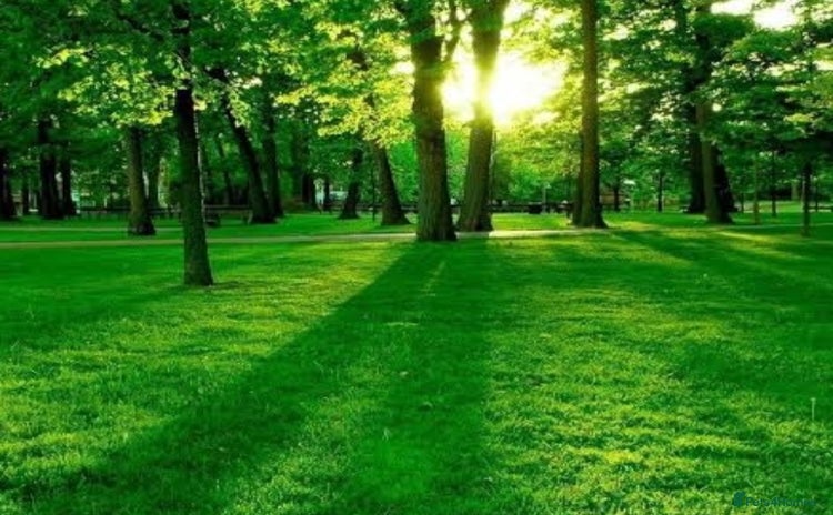 Mixed Breed dogs - Advert 14