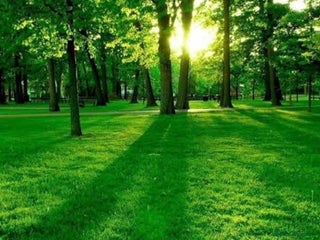 Mixed Breed dogs NOW REHOMED - Female Pocket Bully for loving home - Advert 9