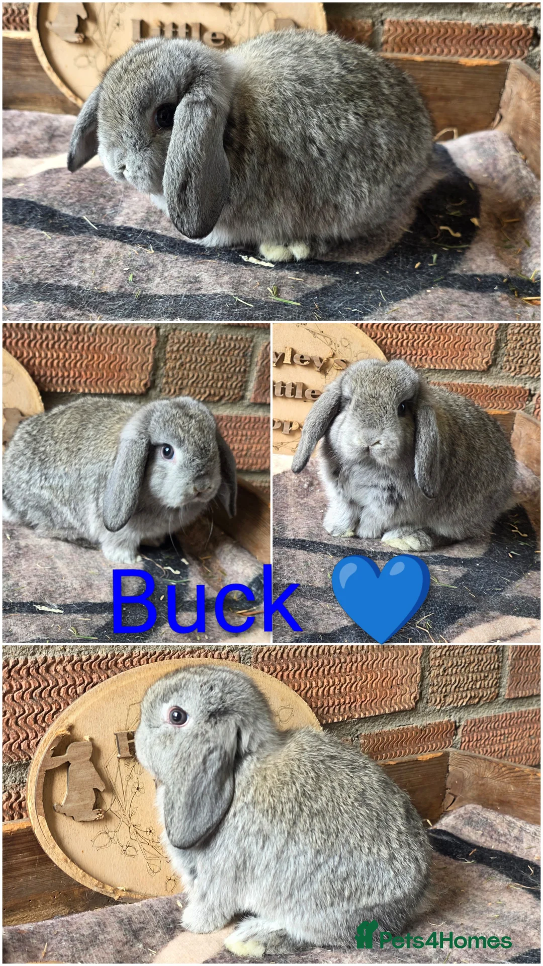 Mini Lop rabbits for sale: Gorgeous pure breed mini lops  - Advert 4