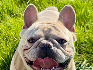 French Bulldog dogs in Uxbridge - Advert 26