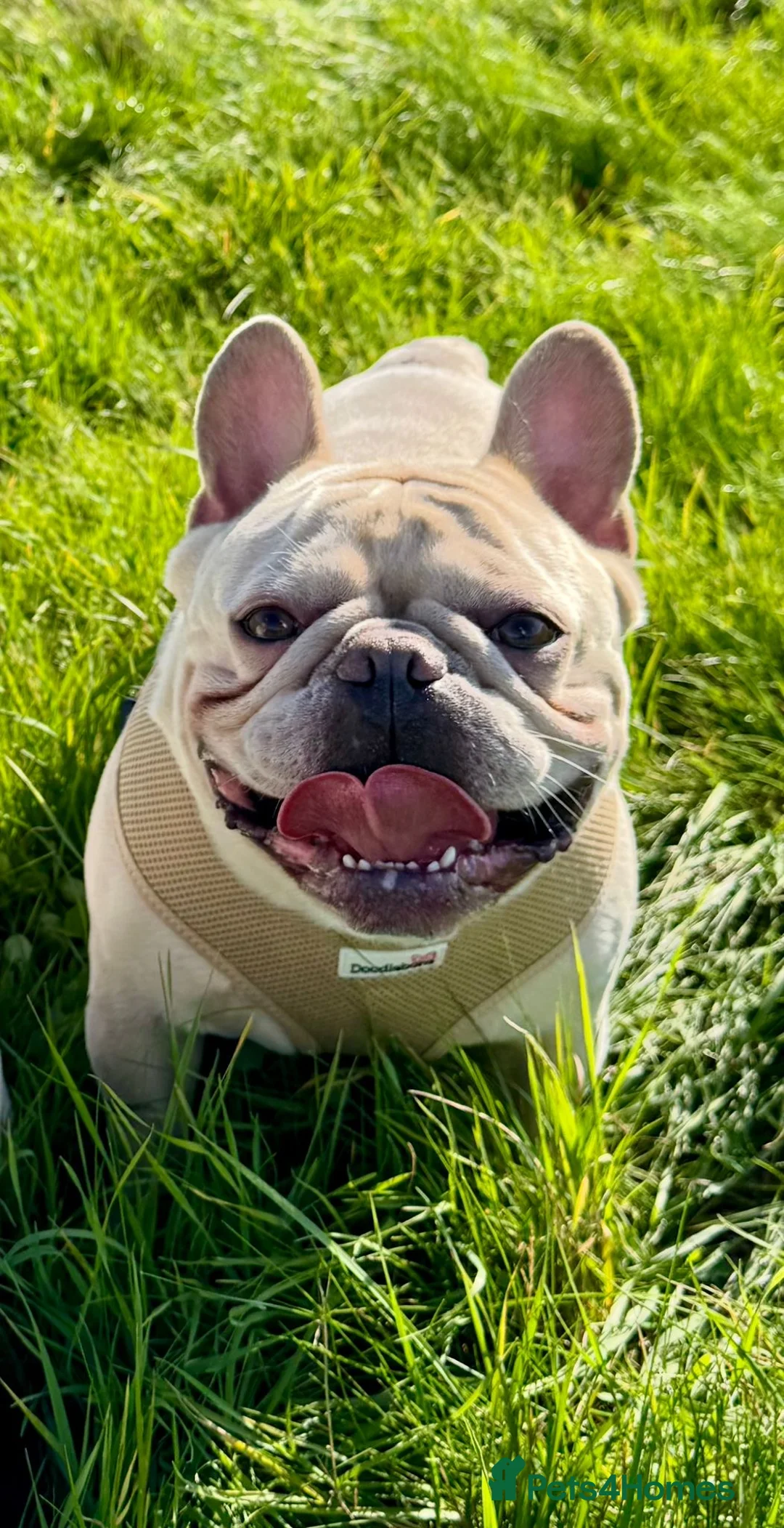 French Bulldog dogs for stud: 🌟🔥LILAC PLATINUM KC REG FRENCH BULLDOG STUD🔥🌟 in Uxbridge - Advert 3