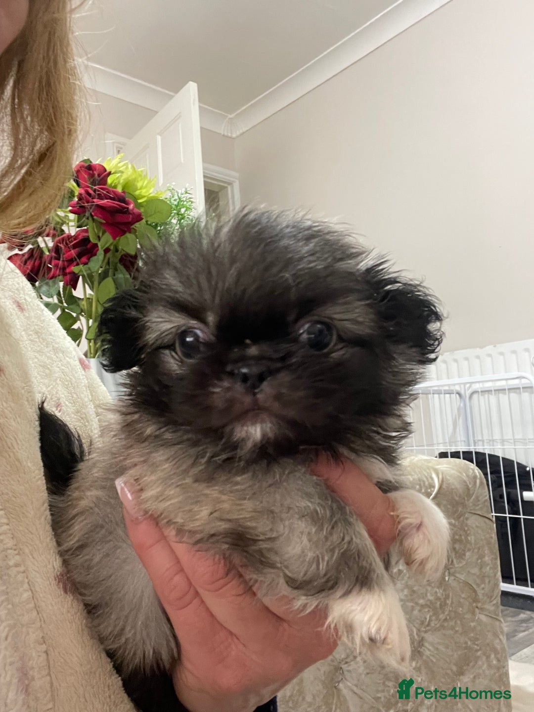 Pekingese dogs for sale: Top Quality Pekingese puppies  in Rugby - Image 19