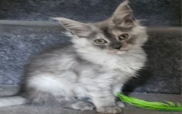 Maine Coon cats for sale: 💖READY NOW💖health tested 💖pure pedigree - Image 25