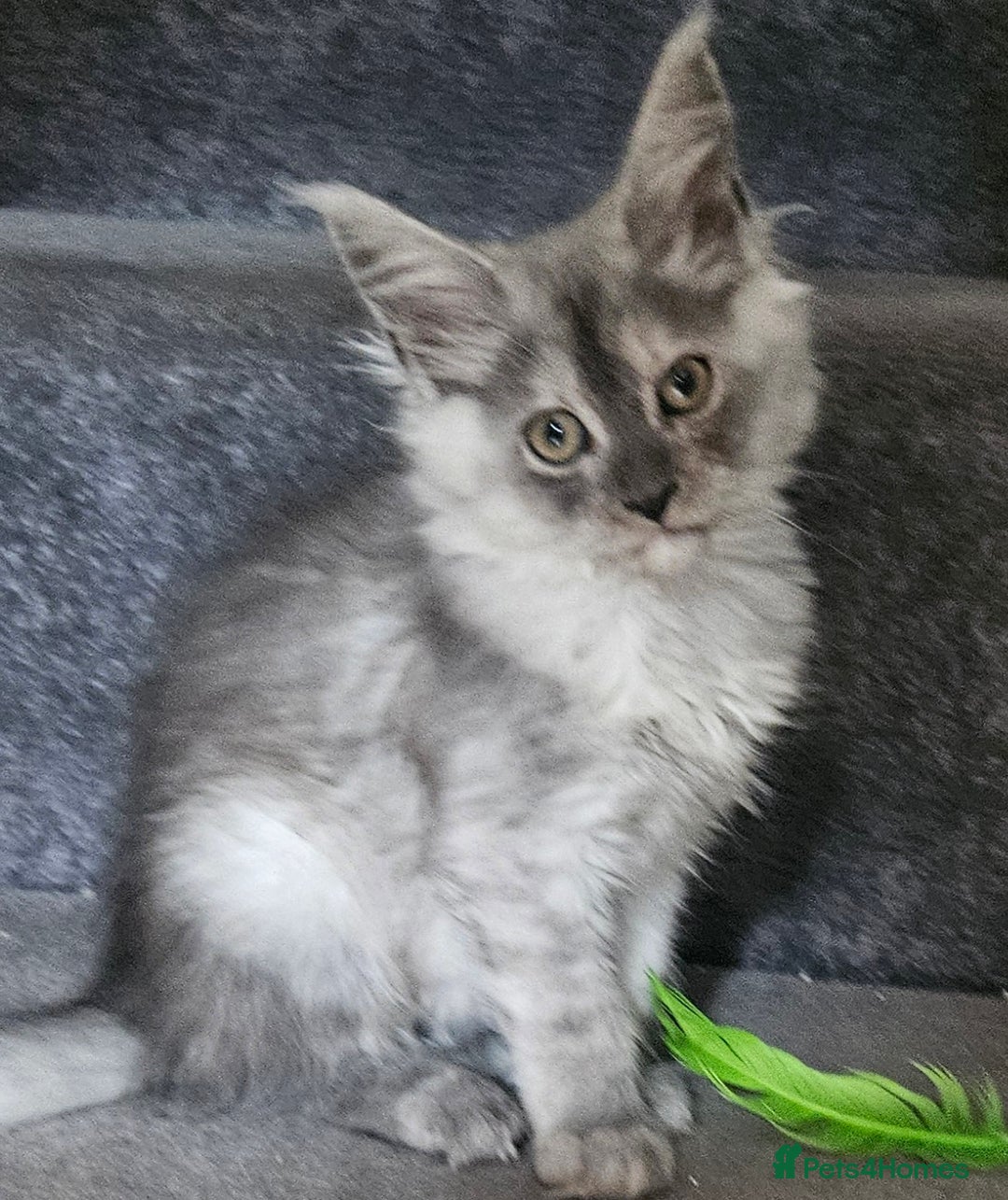 Maine Coon cats for sale: 💖READY NOW💖health tested 💖pure pedigree - Image 25