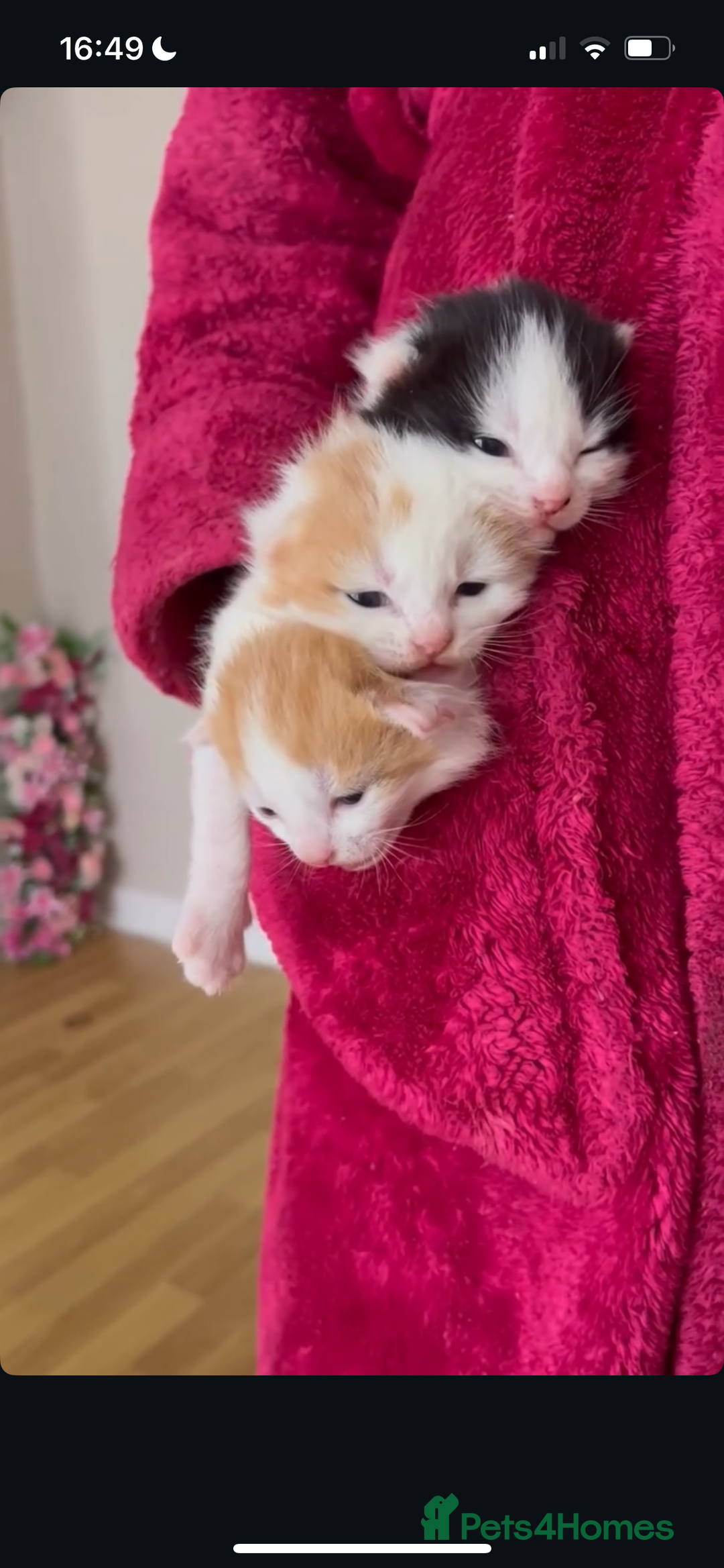 American Shorthair cats for sale: 2 ginger and white calico kittens  - Advert 7