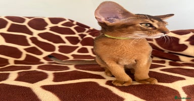 Abyssinian cats Beautiful Abyssinians kittens - Advert 2